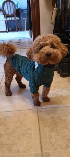 Winter Warm Knitted Turtleneck Sweater for Small Dogs or Cats - Furr Baby Gifts