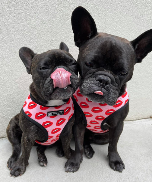 Luxury Red Lips Breathable Mesh Harness Chest Back + Traction - Furr Baby Gifts