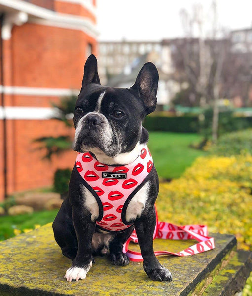 Luxury Red Lips Breathable Mesh Harness Chest Back + Traction - Furr Baby Gifts