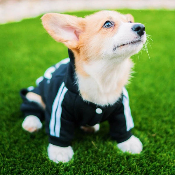 Designer Pet Dog Jumpsuit for Small Medium Dogs - Furr Baby Gifts