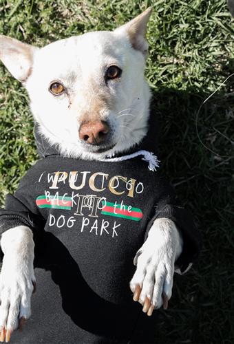 Pucci Dog Park Black Hoodie | Dog Clothing - Furr Baby Gifts