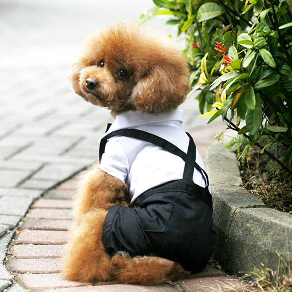 Handsome Stylish Pet Suit with Bow Tie - Furr Baby Gifts