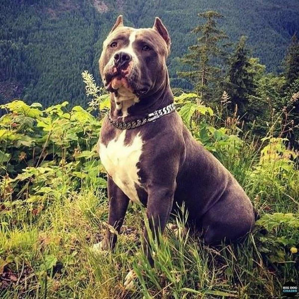 Caesar Cuban Link - Small Size Range | Luxury Collar - Furr Baby Gifts