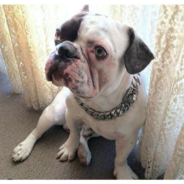 Caesar Cuban Link - Small Size Range | Luxury Collar - Furr Baby Gifts