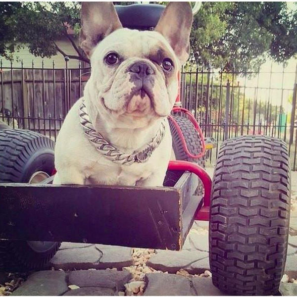 Caesar Cuban Link - Small Size Range | Luxury Collar - Furr Baby Gifts