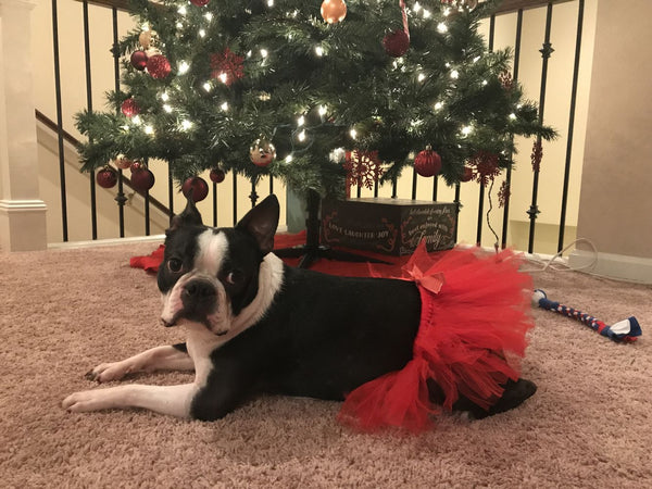Red Dog Tutu Skirt | XS-XXXL - Furr Baby Gifts